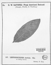 Leptothyrium cinctum image